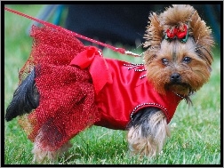 kokardka, czerwona, Yorkshire Terrier, sukienka